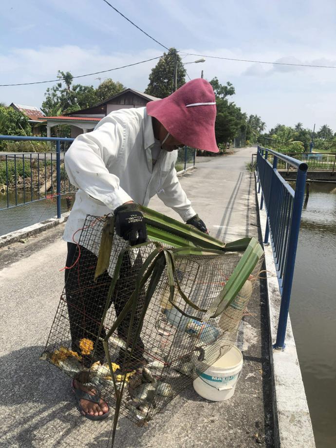 设下鱼网的马来同胞收获颇丰。
