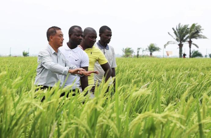 中国水稻  非洲布隆迪