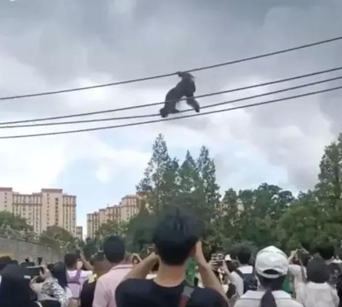 猩猩高空爬绳