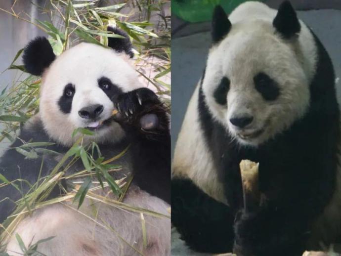 大熊猫“公主”和“融融”