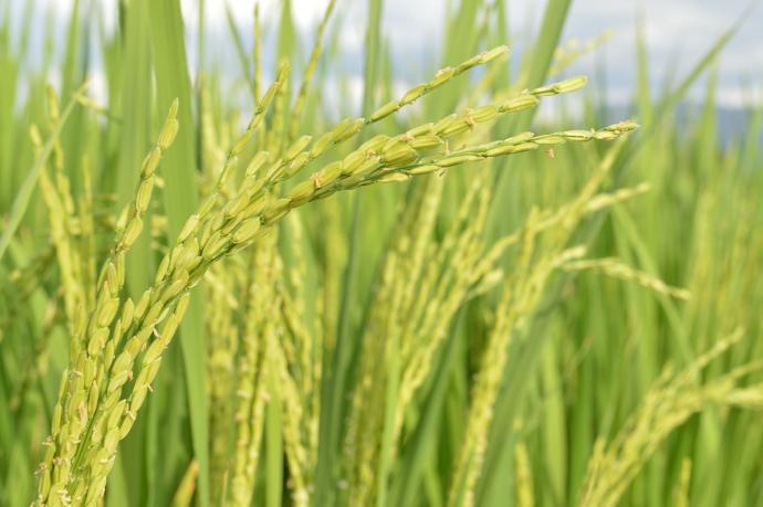 稻谷 稻米 稻田