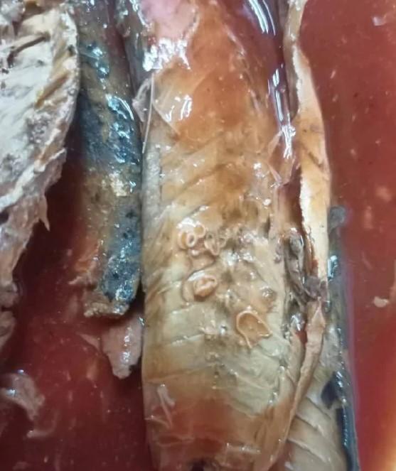 中国沙丁鱼含寄生虫