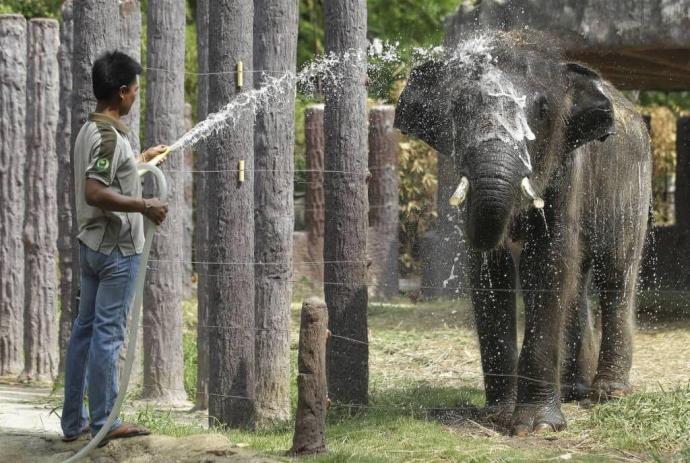 泰国曼谷天气热 帮助大象降温