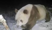 棕色大熊猫（中新社/陕西长青国家级自然保护区）