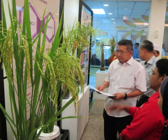 国民大学与马来西亚农业研究发展局联合研发的新谷种UKMRC-2及UKMRC-8，吸引沙拉胡丁的目光。