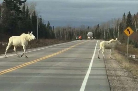  两头罕见「幽灵驼鹿」遭目击在公路出没，让许多网友又惊又怕。（网络图）