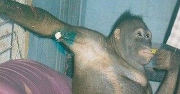 人猿波妮曾被剃毛当性奴。