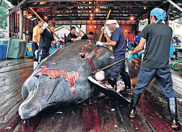 日本进行“科学研究”后，被猎杀的鲸鱼会卖给渔市场及食肆供食用。（资料图片）
