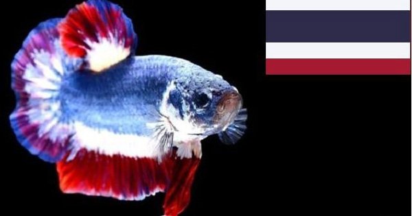 “打架鱼”成为泰国的“国鱼”。