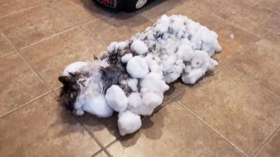 受伤的猫被困在雪堆中，长毛上附着了结块的冰雪，几乎处于被冷冻的状态。