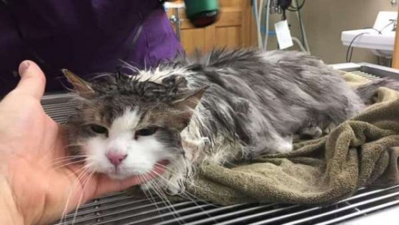 经过兽医诊所抢救后逐渐恢复元气的九命怪猫。