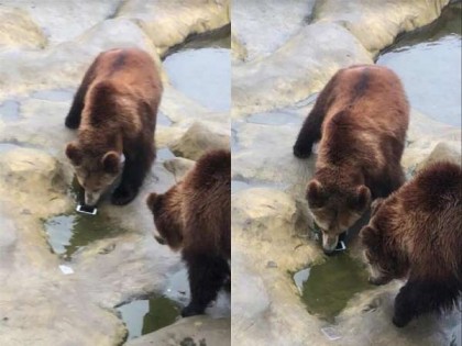 游客误将iPhone喂棕熊，幸好棕熊只嗅一嗅手机，未有吃掉。（网络图）