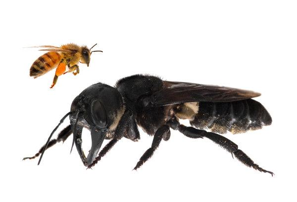 “华莱士巨蜂”和普通蜜蜂的比较图。