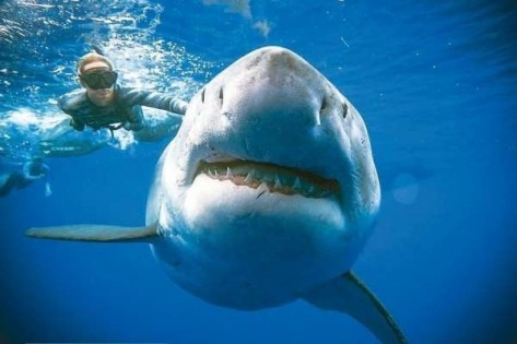 根据最新研究，夏威夷鲨鱼咬人频率近年略为提升，但整体风险仍十分的低，约仅百万分之5。（美联社）