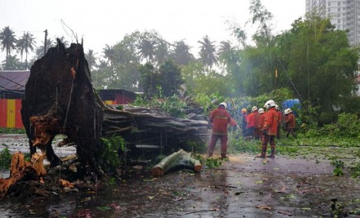 甘榜峇鲁通往和平路路旁老树，不堪狂风暴雨而倒塌，粗大树身横跨整条道路，并压中附近电线柱及巴士亭。