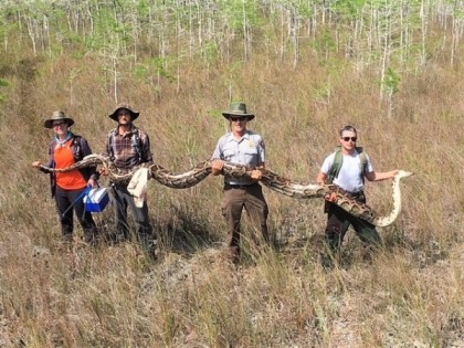佛州大柏树国家保护区的研究员，日前成功捕获这条长5.2米的雌缅甸蟒。