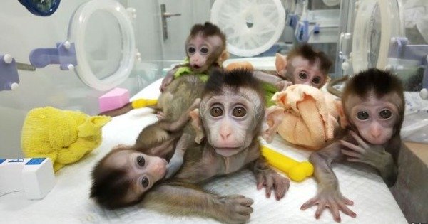 5只据称拥有人类基因的猴子。