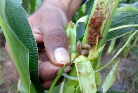 草地贪夜蛾是联合国粮农组织全球预警的重要农业害虫。