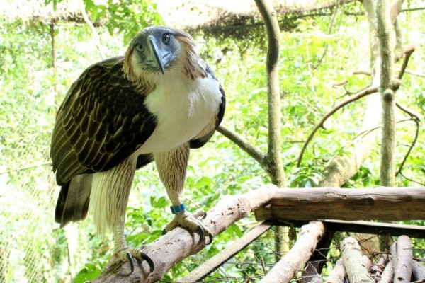 菲律宾忍痛把两只濒临绝种的菲律宾鹰租借给新加坡，希望可以在海外“留后”。