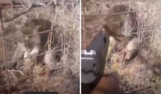 社交媒体流传猴子被轰毙的视频。