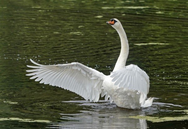 爱尔兰一只可卡犬在池塘游泳时，遭保护雏鸟的天鹅用翅膀拍打致死。