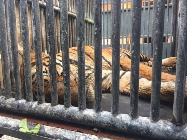 老虎被送到霹雳州宋溪的国家野生动物救援中心接受观察及治疗。