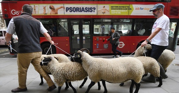 一群农民上星期三把牧羊牵上伦敦街头，对可能到来的无协议脱欧表达抗议。（欧新社）