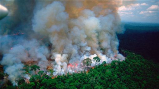 亚马逊雨林火灾，让无数动、植物雨林中动物受威胁。（网络图）