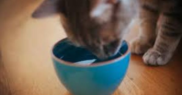 猫主喂猫喝水，没想到惹上杀身之祸。（网络配图，非当事猫）