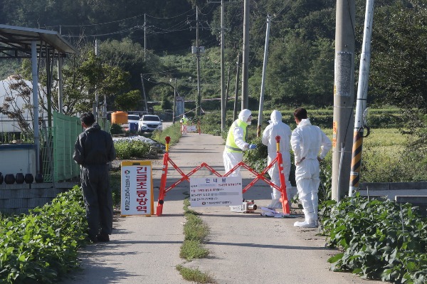 韩国检疫人员星期二封锁朝鲜边界坡州市一家养猪场。（欧新社）