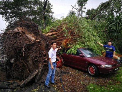 一辆轿车不幸被倒下的大树压毁。左为赖俊权。