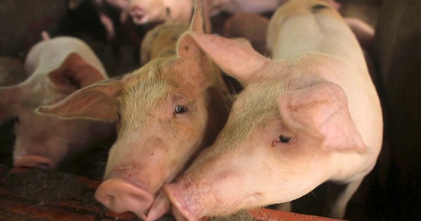 非洲猪瘟导致越南猪肉供应短缺，该国的猪肉市价近期创下5年来新高。（美联社）