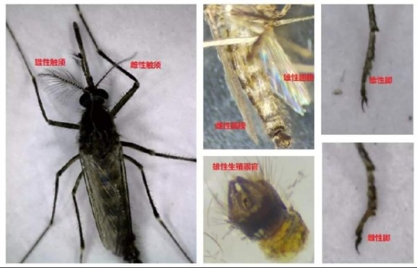 刘伟伦和研究团队在彭亨某橡胶园里发现了一只双性库蚊，是个非常罕见的现象。（受访者提供）