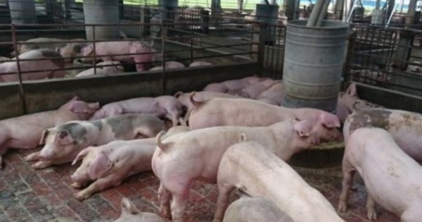 中国非洲猪瘟疫情未能根绝，“炒猪团”从中作梗赚取利润。
