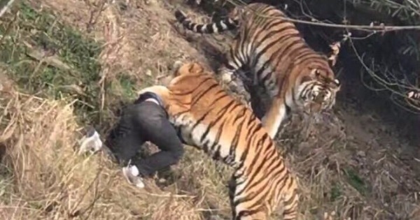 现场至少有两只大老虎对男游客施袭。（网上图片）