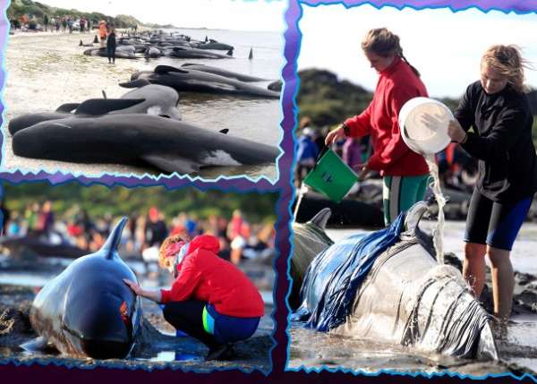 纽西兰发生大规模鲸鱼搁浅事件。