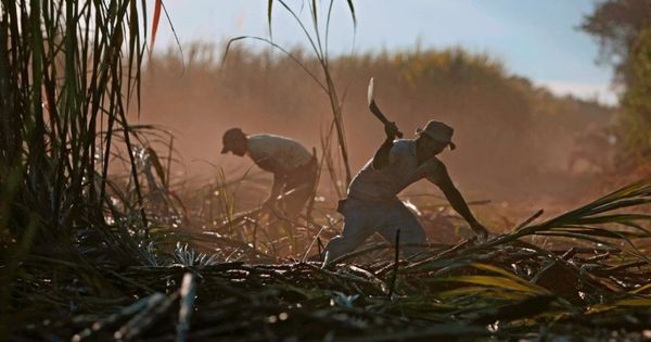 男子在尼加拉瓜的甘蔗田工作。