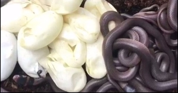 在民居花园捕获的蛇妈妈（右图）生下一堆小蛇（左图）。（互联网图片）