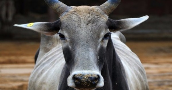 牛在印度文化中是神圣动物。（资料图片）