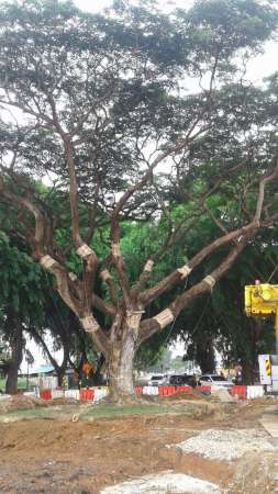 植物专家鉴定这是马六甲树龄最老，整体重量55吨的雨豆树。