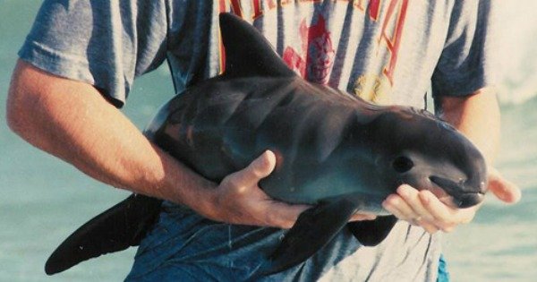 小头鼠海豚列入极危物种，全球仅剩不到30条。