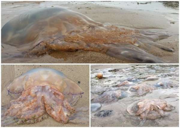 西威尔斯的沙滩惊现数以千计水母。（互联网图片） 