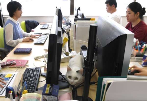 日本出现可以带猫上班的公司。（法新社图片）