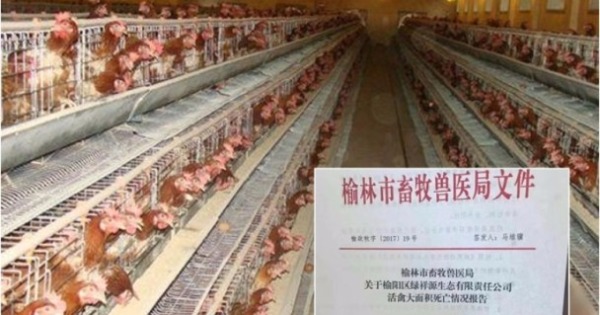 网传文件显示养鸡场疑爆发H7禽流感病毒，截至前晚逾2.2万只鸡死亡。（网上图片）