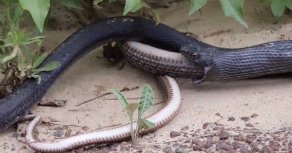 黑蛇将蛇吐出来后，转头钻进草丛离开。