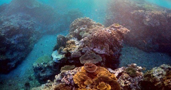 墨西哥知名观光胜地坎昆正在为当地珊瑚礁筹备投保政策，合约将于明年1月正式生效。（路透社）