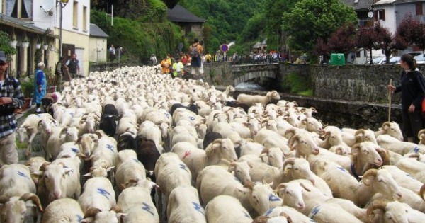 法国库夫朗地区有不少羊群居住。（资料图片）