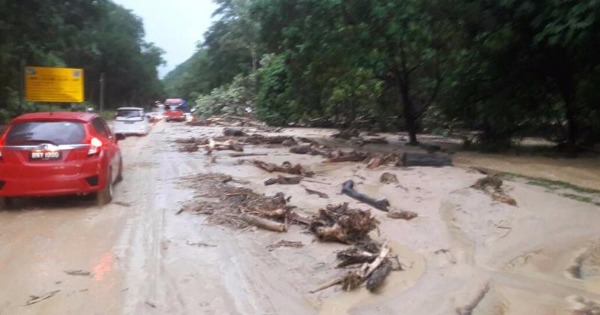 枯树及泥泞占据了其中一条车道，来往车辆受影响。