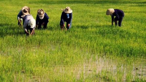 有机种植能保护好土壤，并滋养出好品质的稻米。 