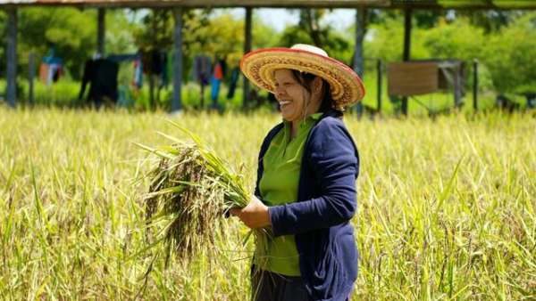 农户开心的收割着自己亲手种植的有机稻米。 